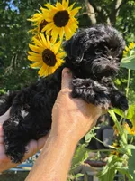 Tiana, a female Shih Tzu for sale in Diamond, MO – 2 of 9
