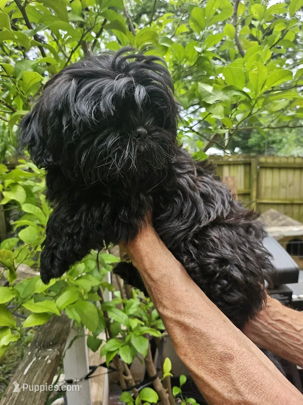 Ollie  – Shih Tzu puppy for sale in Diamond, MO