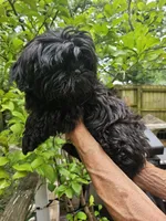Ollie , a male Shih Tzu for sale in Diamond, MO – 1 of 10