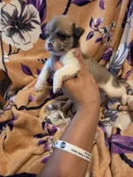 Maggie , a female Chihuahua and Shih Tzu for sale in Diamond, MO – 3 of 10