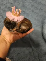 Luna, a female Shih Tzu for sale in Diamond, MO – Photo 4 of 10