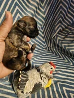 Coco, a female Shih Tzu for sale in Diamond, MO – Photo 8 of 10