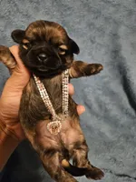 Luna, a female Shih Tzu for sale in Diamond, MO – Photo 8 of 10