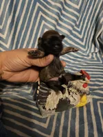 Coco, a female Shih Tzu for sale in Diamond, MO – Photo 5 of 10