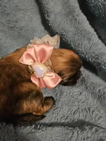 Luna, a female Shih Tzu for sale in Diamond, MO – Photo 2 of 10