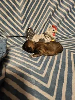 Coco, a female Shih Tzu for sale in Diamond, MO – Photo 10 of 10