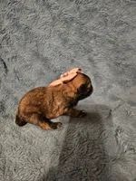 Luna, a female Shih Tzu for sale in Diamond, MO – Photo 9 of 10