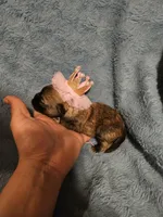 Luna, a female Shih Tzu for sale in Diamond, MO – Photo 5 of 10