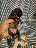 Coco, a female Shih Tzu for sale in Diamond, MO – Photo 9 of 10