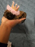 Luna, a female Shih Tzu for sale in Diamond, MO – Photo 1 of 10