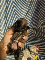 Coco, a female Shih Tzu for sale in Diamond, MO – Photo 4 of 10