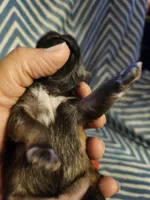 Coco, a female Shih Tzu for sale in Diamond, MO – Photo 2 of 10