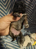 Coco, a female Shih Tzu for sale in Diamond, MO – Photo 3 of 10