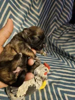 Coco, a female Shih Tzu for sale in Diamond, MO – Photo 6 of 10