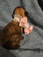 Luna, a female Shih Tzu for sale in Diamond, MO – Photo 6 of 10