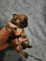 Luna, a female Shih Tzu for sale in Diamond, MO – Photo 10 of 10