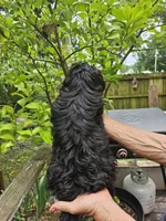 Ollie , a male Shih Tzu for sale in Diamond, MO – 9 of 10