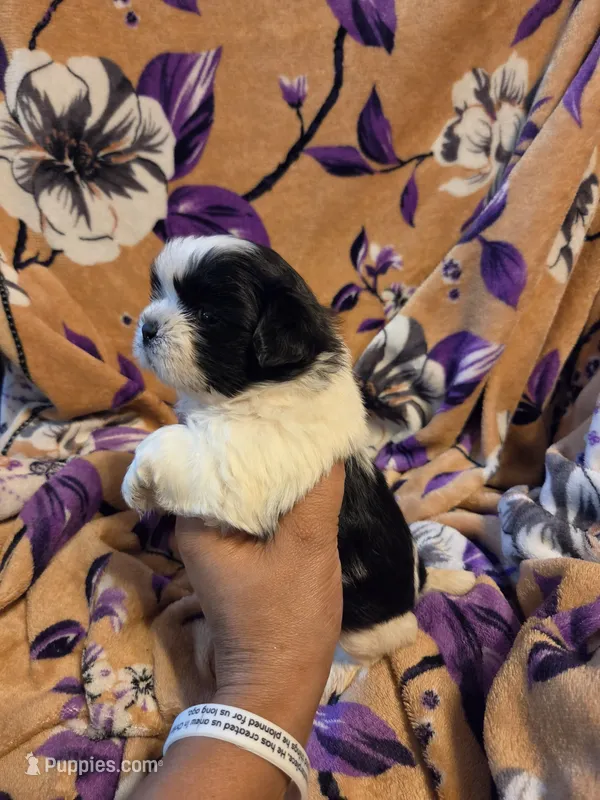 Sam  – Shih Tzu puppy for sale in Diamond, MO