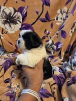 Sam , a male Shih Tzu for sale in Diamond, MO – 1 of 10