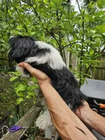 Bruce ...., a male Shih Tzu for sale in Diamond, MO – 5 of 10