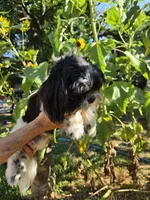 Toby, a male Shih Tzu for sale in Diamond, MO – 8 of 8
