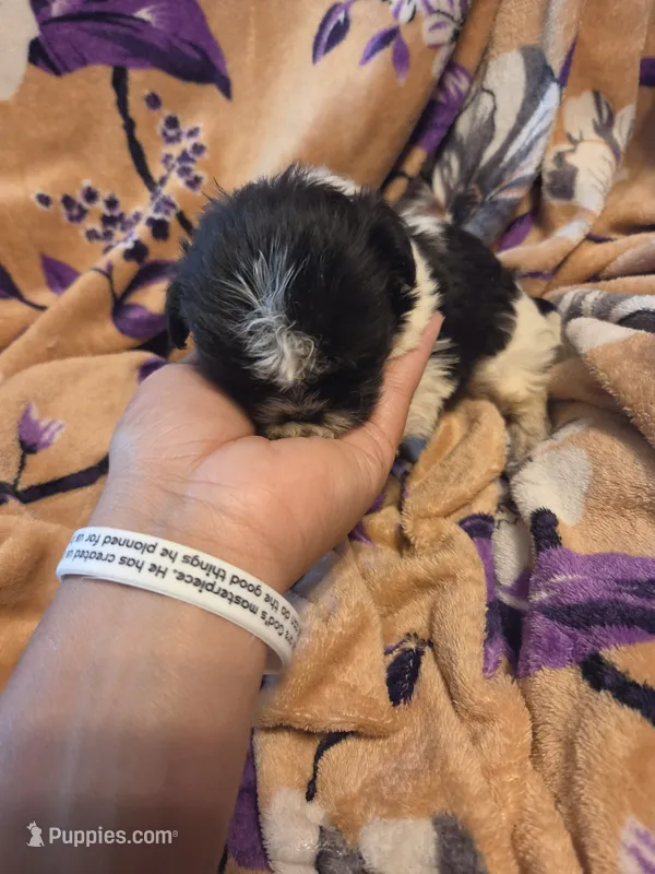 Mateo – Shih Tzu puppy for sale in Diamond, MO
