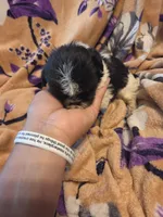 Mateo, a male Shih Tzu for sale in Diamond, MO – 1 of 10