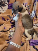 Maggie , a female Chihuahua and Shih Tzu for sale in Diamond, MO – 9 of 10