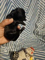 Expresso , a male Shih Tzu for sale in Diamond, MO – Photo 4 of 10