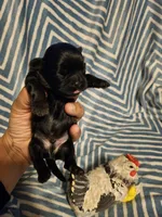 Expresso , a male Shih Tzu for sale in Diamond, MO – Photo 9 of 10