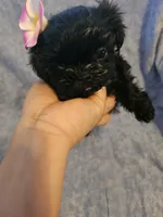 Expresso , a female Shih Tzu for sale in Diamond, MO – Photo 5 of 8