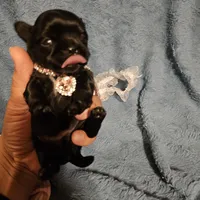 Expresso , a female Shih Tzu for sale in Diamond, MO – Photo 4 of 8