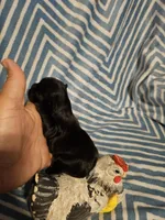 Expresso , a male Shih Tzu for sale in Diamond, MO – Photo 1 of 10