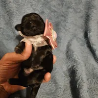 Expresso , a female Shih Tzu for sale in Diamond, MO – Photo 3 of 8