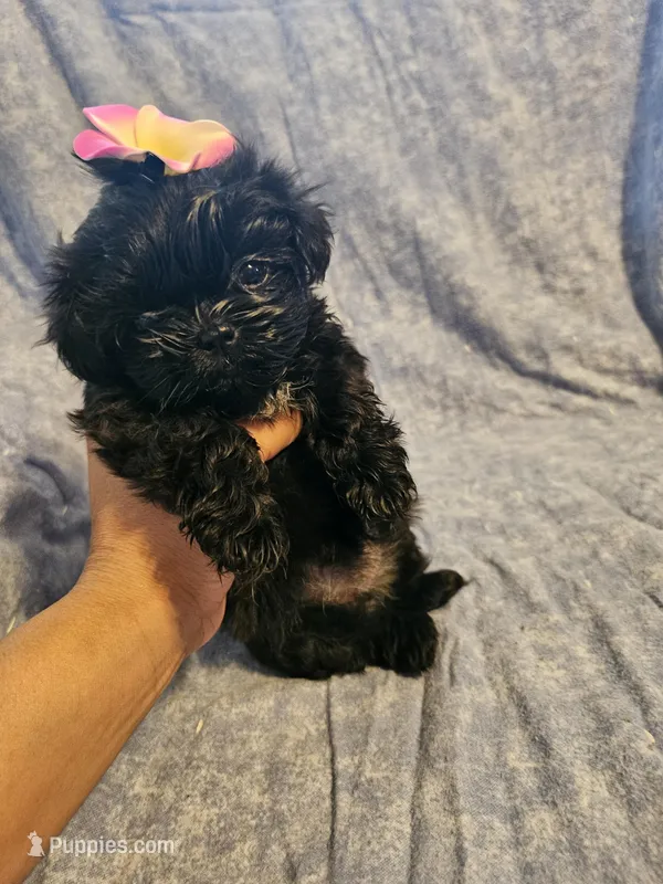 Expresso  – Shih Tzu puppy for sale in Diamond, MO