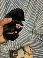 Expresso , a male Shih Tzu for sale in Diamond, MO – Photo 5 of 10