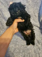 Expresso , a female Shih Tzu for sale in Diamond, MO – Photo 8 of 8