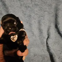 Expresso , a female Shih Tzu for sale in Diamond, MO – Photo 7 of 8