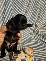 Expresso , a male Shih Tzu for sale in Diamond, MO – Photo 6 of 10