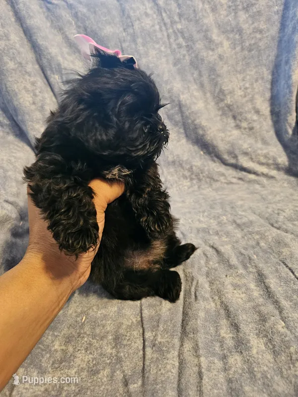 Expresso  – Shih Tzu puppy for sale in Diamond, MO