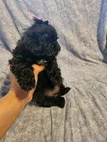 Expresso , a female Shih Tzu for sale in Diamond, MO – Photo 2 of 8