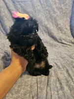 Expresso , a female Shih Tzu for sale in Diamond, MO – Photo 6 of 8