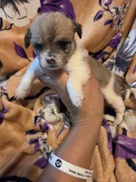 Maggie , a female Chihuahua and Shih Tzu for sale in Diamond, MO – 5 of 10