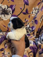 Sam , a male Shih Tzu for sale in Diamond, MO – 3 of 10