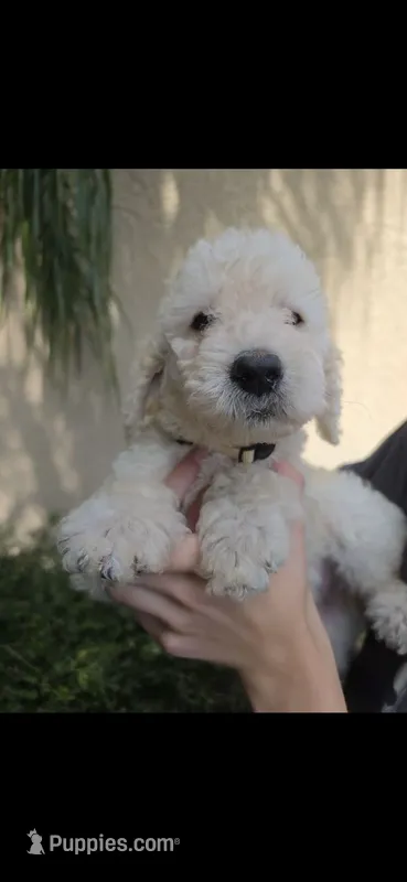 Beige Collar, a female Labradoodle for sale in Spring Hill, FL – 1 of 7