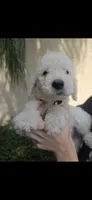 Beige Collar, a female Labradoodle for sale in Spring Hill, FL – 1 of 7