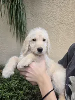Yellow Collar, a female Labradoodle for sale in Spring Hill, FL – 2 of 9