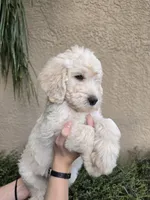 Black Collar, a male Labradoodle for sale in Spring Hill, FL – 6 of 9