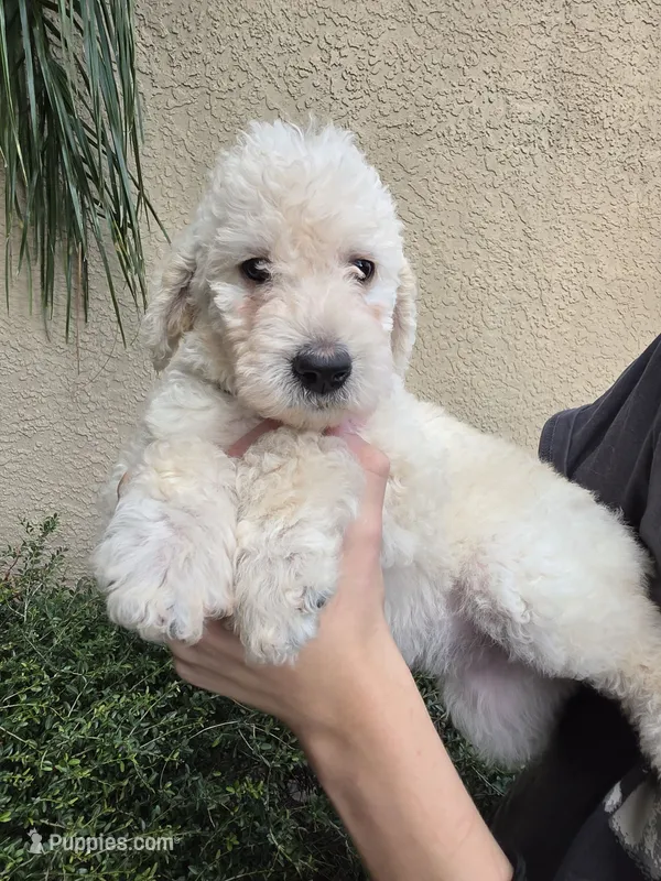 Beige Collar – Labradoodle puppy for sale in Spring Hill, FL