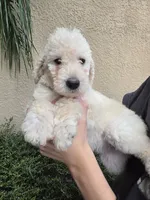 Beige Collar, a female Labradoodle for sale in Spring Hill, FL – 4 of 7